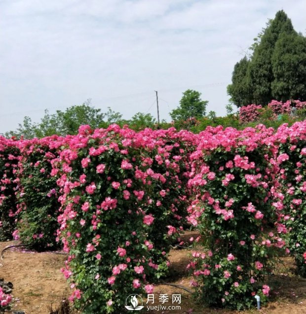 2021四川綿陽(yáng)百萬(wàn)醉美月季花海藝術(shù)節(jié)，4月15日盛大開幕有福利(圖6)