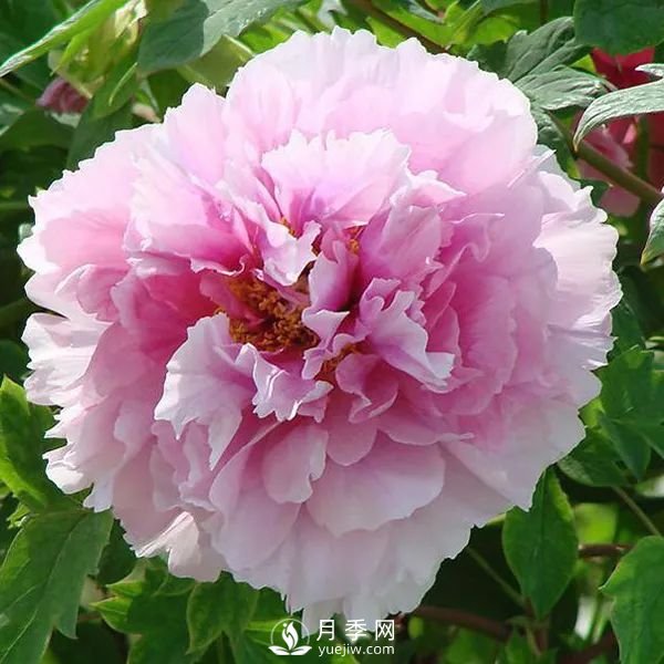 牡丹花中之王，推薦8個(gè)品種**驚艷到你(圖5)