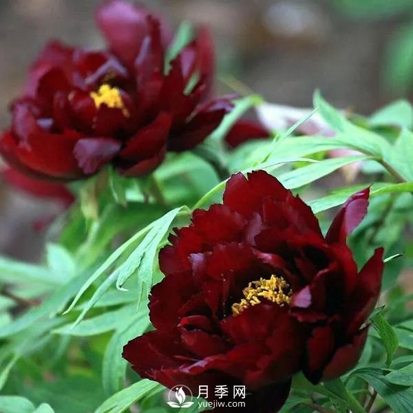 牡丹花中之王，推薦8個(gè)品種**驚艷到你(圖8)