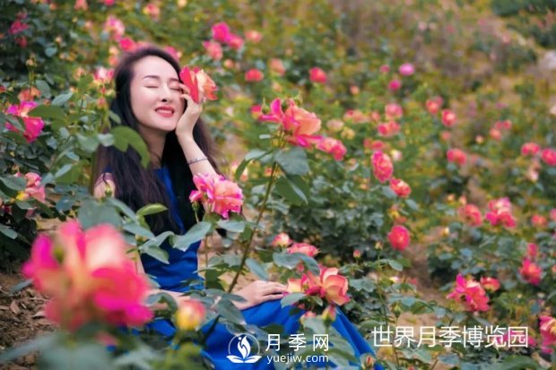 2021四川綿陽(yáng)百萬(wàn)醉美月季花海藝術(shù)節(jié)，4月15日盛大開幕有福利(圖3)