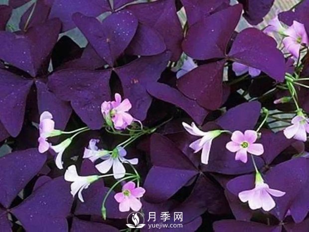 5種綠化帶常見(jiàn)的植物，盆栽觀賞好養(yǎng)(圖1)