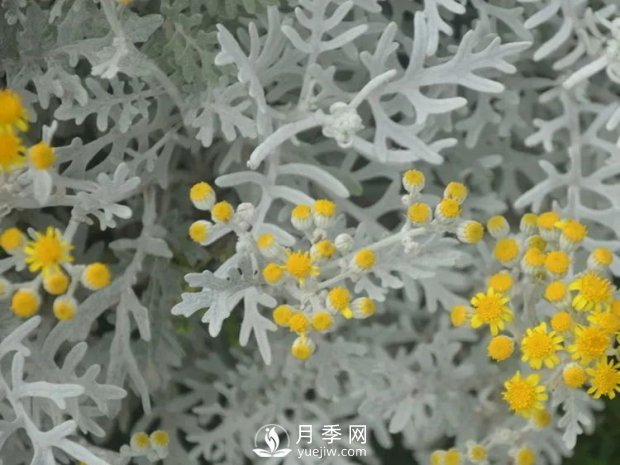 5種綠化帶常見(jiàn)的植物，盆栽觀賞好養(yǎng)(圖4)