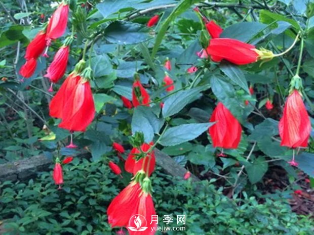 5種綠化帶常見(jiàn)的植物，盆栽觀賞好養(yǎng)(圖6)