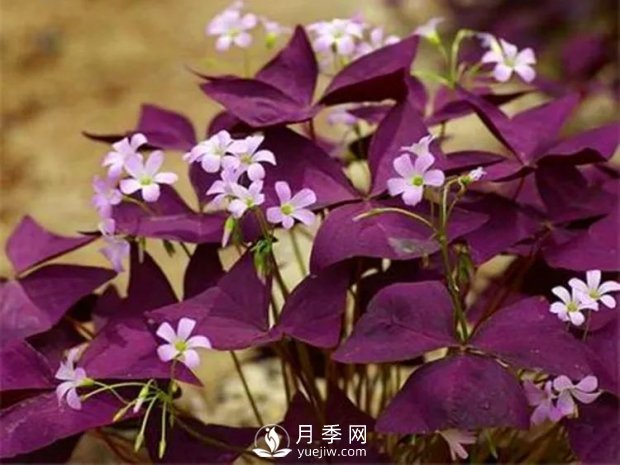 5種綠化帶常見(jiàn)的植物，盆栽觀賞好養(yǎng)(圖2)