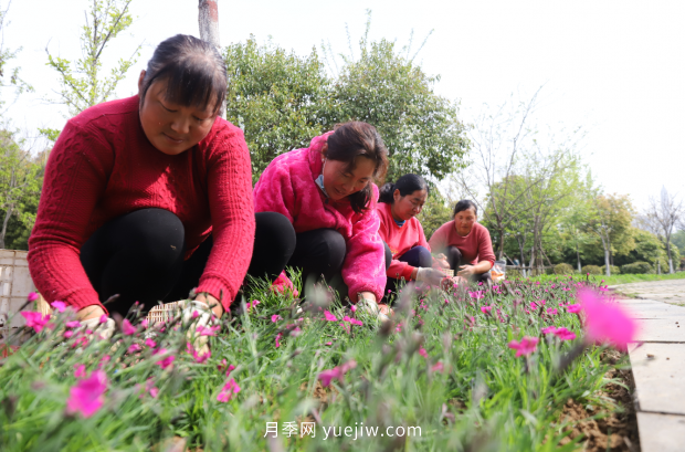 南陽梅城公園再添新景觀(圖1)