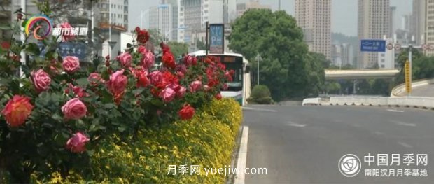 樹狀月季盛放 昆明人都在走“花路”(圖1)