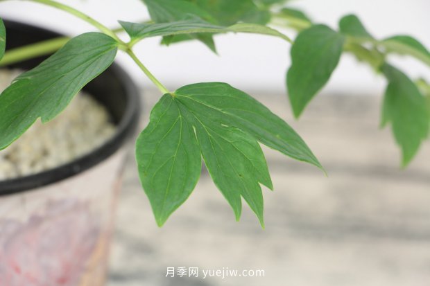 洛陽(yáng)牡丹花什么時(shí)候開(kāi)花(圖3)