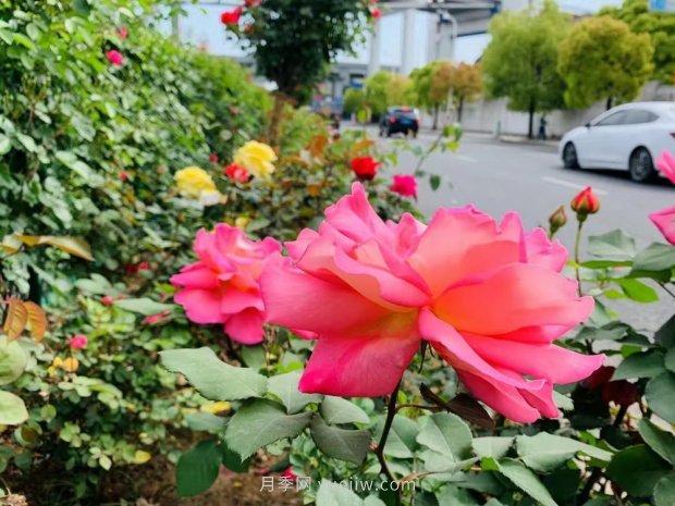 上海打造百條花道，屬于月季的***美賞花季來了(圖1)