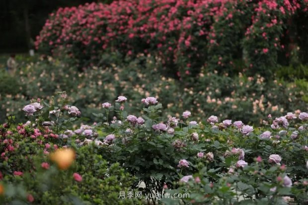 成都植物園也有月季園了，超美盛花期來啦(圖4)