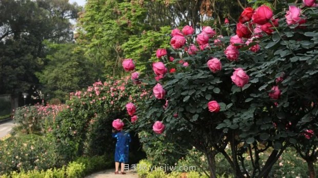 成都植物園也有月季園了，超美盛花期來啦(圖2)