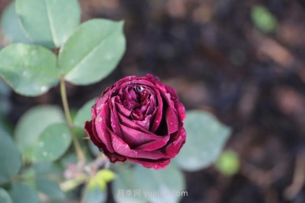 成都植物園也有月季園了，超美盛花期來啦(圖8)