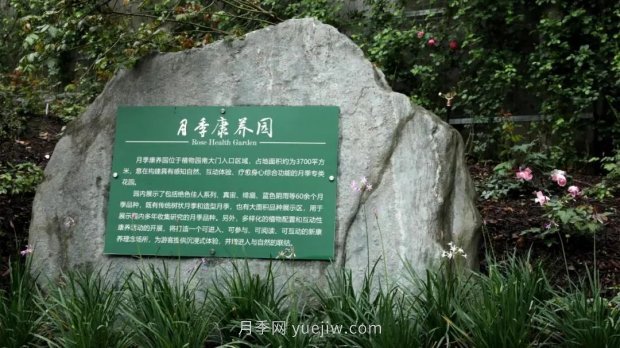 成都植物園也有月季園了，超美盛花期來啦(圖1)