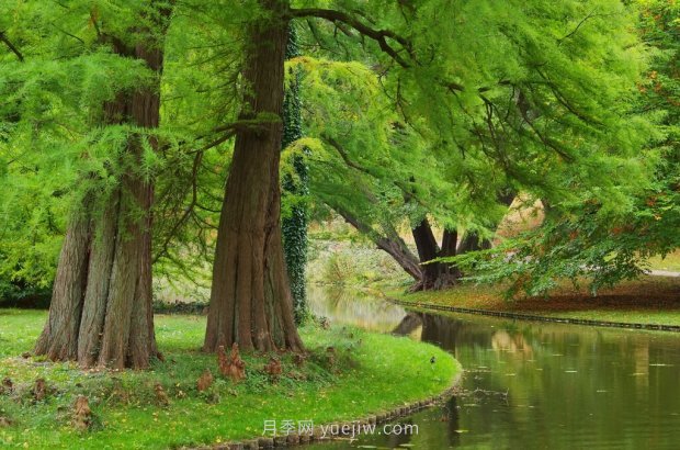 哪些珍貴的樹種沒有被園林行業(yè)注意到？(圖5)