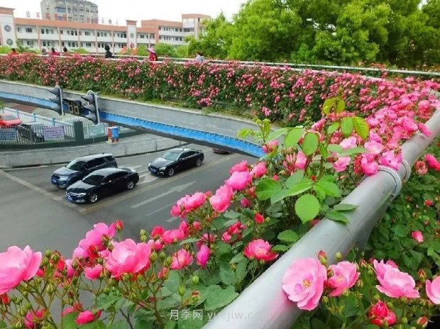 四月盛放的月季時間，湖北宜昌給你的專屬浪漫花園(圖1)