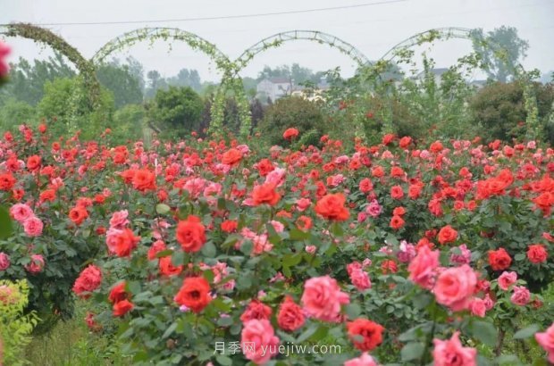 四月盛放的月季時間，湖北宜昌給你的專屬浪漫花園(圖8)