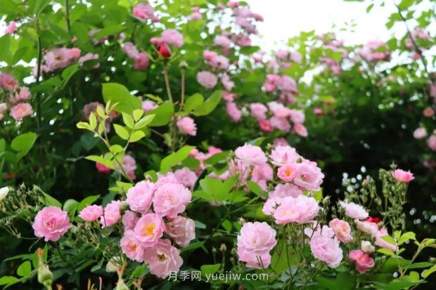 四月盛放的月季時間，湖北宜昌給你的專屬浪漫花園(圖12)