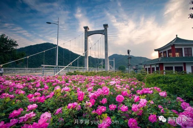 第十二屆南陽(yáng)月季花會(huì)4月29日開(kāi)幕，花事活動(dòng)提前報(bào)(圖3)