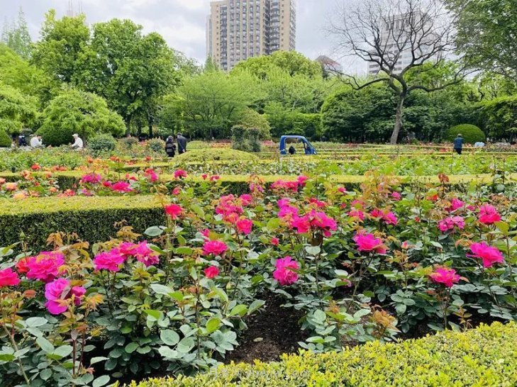 上海復(fù)興公園月季園，月季花開獻給市民的視覺盛宴(圖3)