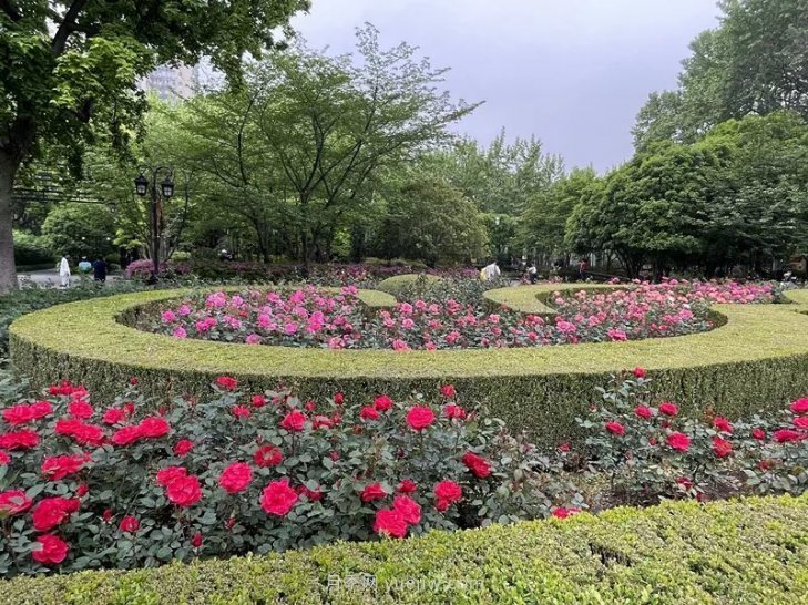 上海復(fù)興公園月季園，月季花開獻給市民的視覺盛宴(圖1)