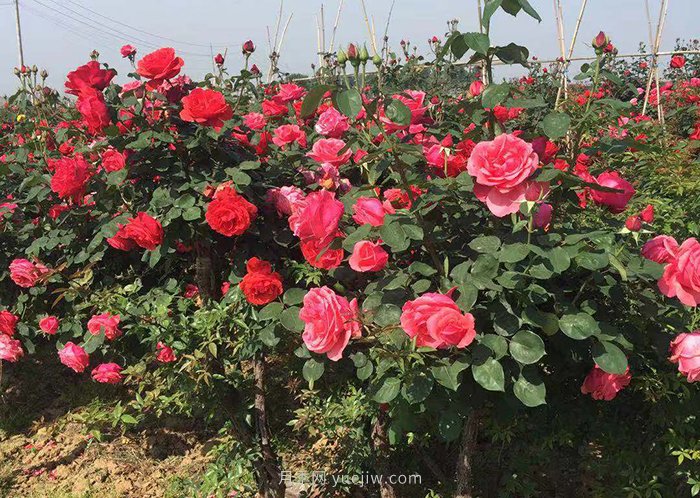 月季花開得一茬比一茬小是怎么回事？(圖1)