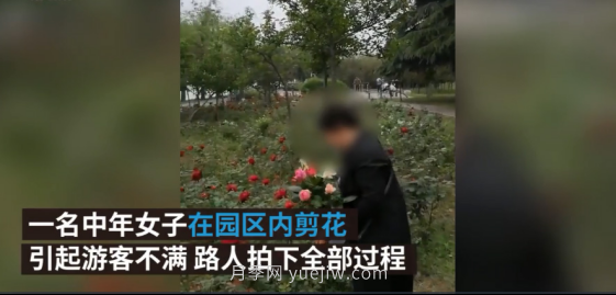 南陽(yáng)月季“剪花姐”被處罰，罰款后保證以后再不犯(圖2)