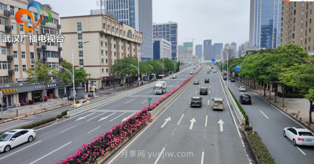 武漢市首條全月季景觀帶 為“五一”小長假增色添彩(圖1)