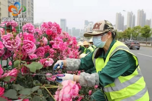 武漢市首條全月季景觀帶 為“五一”小長假增色添彩(圖4)