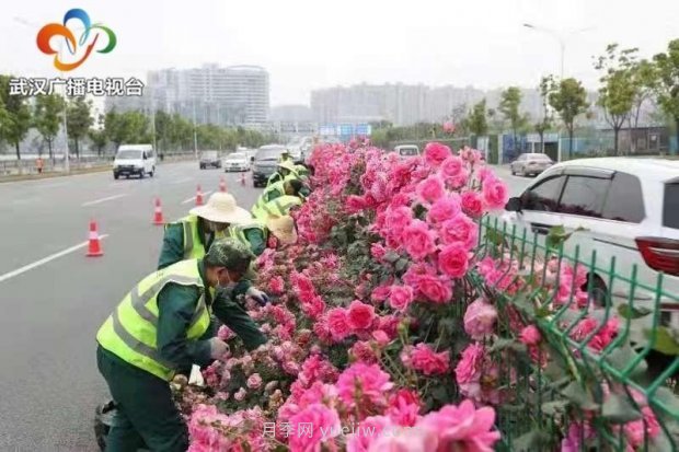 武漢市首條全月季景觀帶 為“五一”小長假增色添彩(圖3)