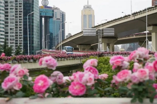 上海城市高架變“花路”，這些月季進(jìn)入盛花期啦！(圖2)