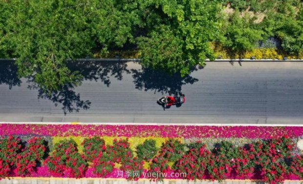 2185萬株市花月季盛開！請叫鄭州“月季花城”(圖6)