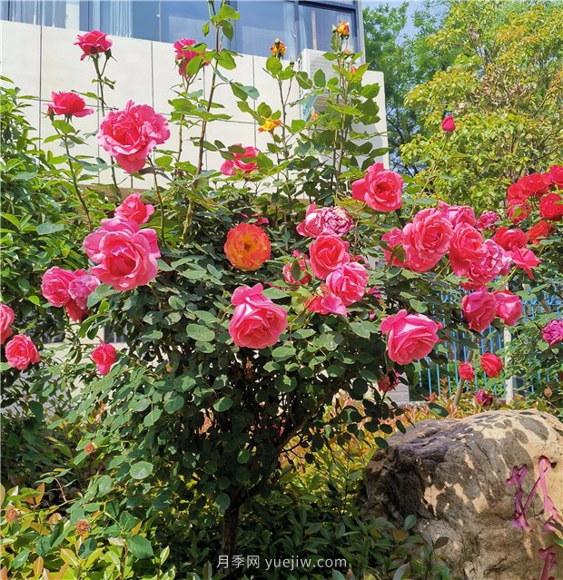 月季花開正盛，期待市花城市建設(shè)(圖1)