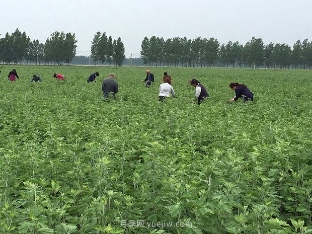 艾草產(chǎn)業(yè)為什么能在南陽市不斷發(fā)展升級？(圖1)