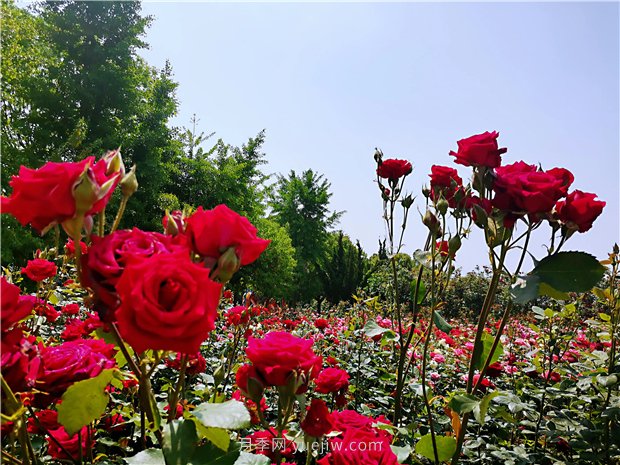 5月賞月季花，不可錯(cuò)過南陽(yáng)月季博覽園的美景(圖4)