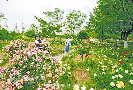 宿州植物園月季花開醉游人(圖1)