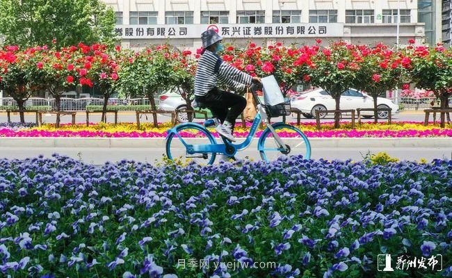 月季花開滿城，***美鄭州五月天（圖冊(cè)）(圖3)