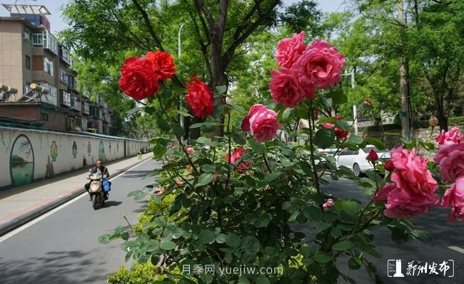 月季花開滿城，***美鄭州五月天（圖冊(cè)）(圖6)