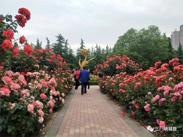 三門(mén)峽澗河公園：***美人間五月天，月季花開(kāi)香滿城(圖2)