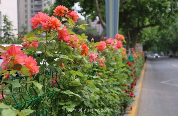 月季花開香滿城，濟(jì)南章丘區(qū)月季進(jìn)入盛花期(圖1)