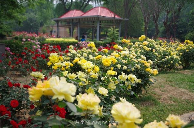 賞石家莊月季市花，遨游月季公園五月花海(圖2)