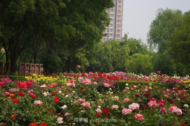 賞石家莊月季市花，遨游月季公園五月花海(圖4)