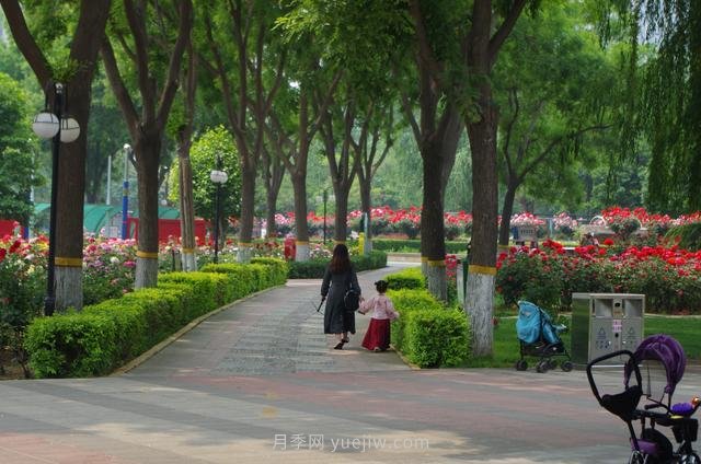 賞石家莊月季市花，遨游月季公園五月花海(圖6)