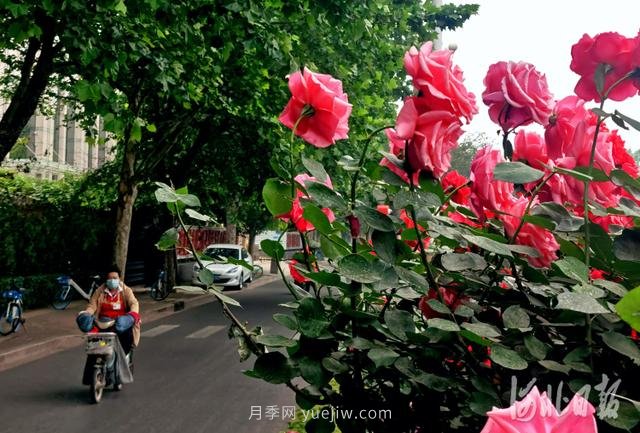 河北石家莊市花月季開 添彩省會美景(圖2)