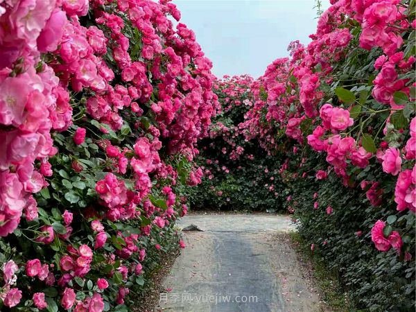 鄭州漫花里藤本月季花海，網(wǎng)友稱之為“花海迷宮”紛紛去打卡(圖1)