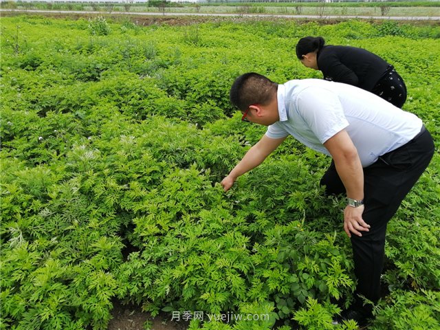 社旗艾草產(chǎn)業(yè)，艾成熟香滿田(圖1)