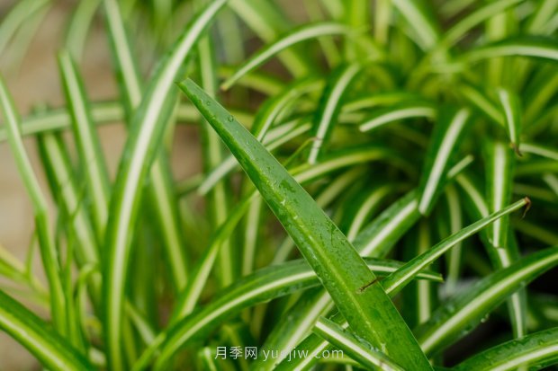 室內(nèi)喜陰的四個植物(圖1)