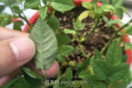 月季紅蜘蛛用什么藥***有效，怎么防治(圖1)