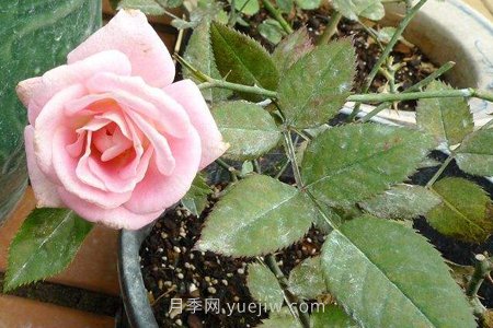 月季花長蟲子了怎么辦(圖2)