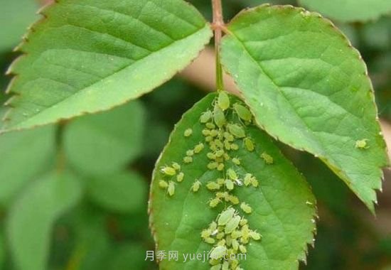 月季花長蟲子了怎么辦(圖3)