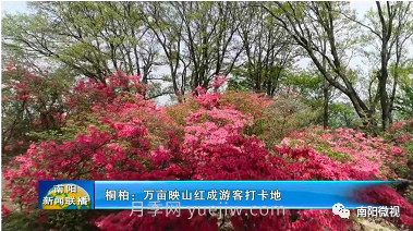 南陽桐柏：萬畝映山紅成游客打卡地(圖1)