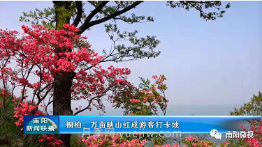 南陽桐柏：萬畝映山紅成游客打卡地(圖2)